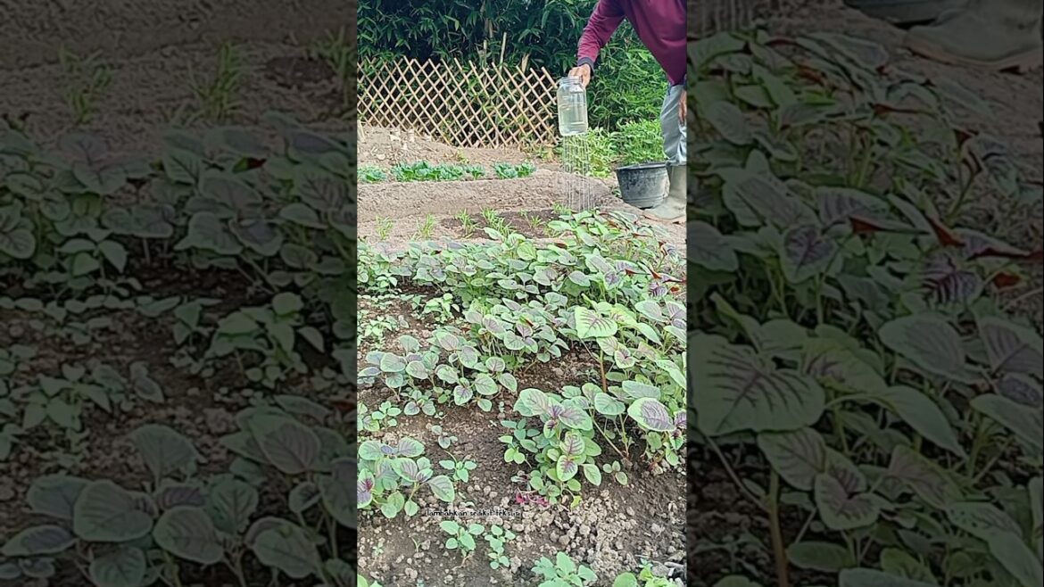 Hobby of vegetable gardening.