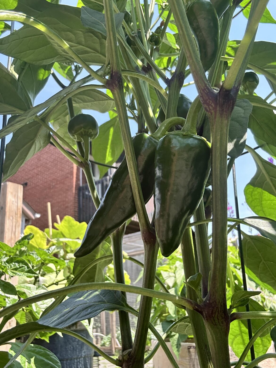 These are not cherry bomb peppers