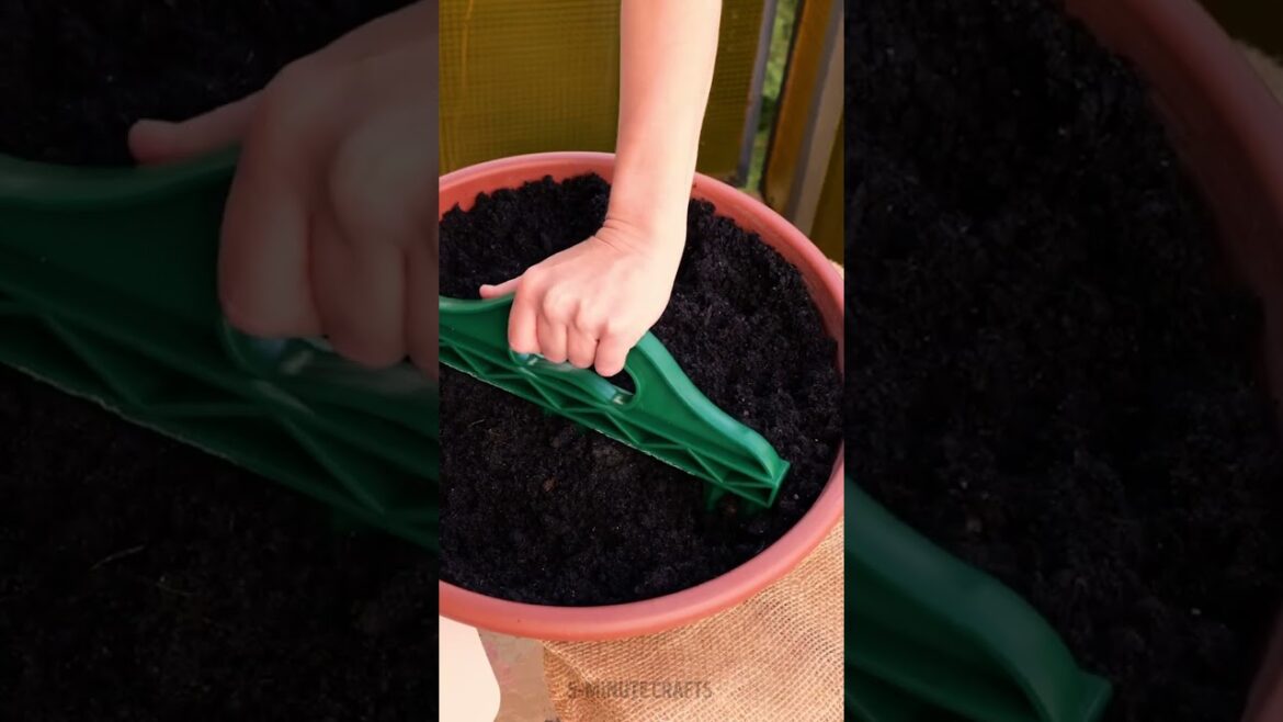 Summer Garden Tricks You Didn’t Know🪴☀️ Summer Garden Tricks You Didn’t Know🪴☀️
