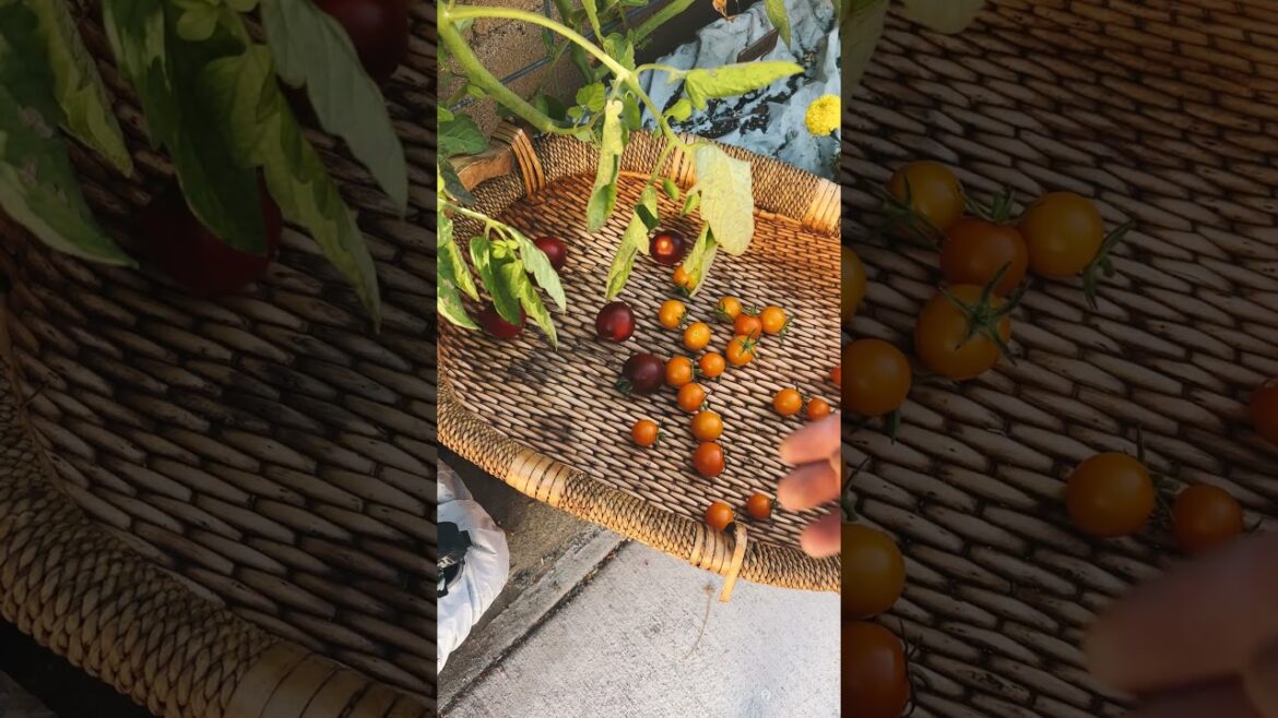 Today's Garden Harvest For My Mother-In-Law