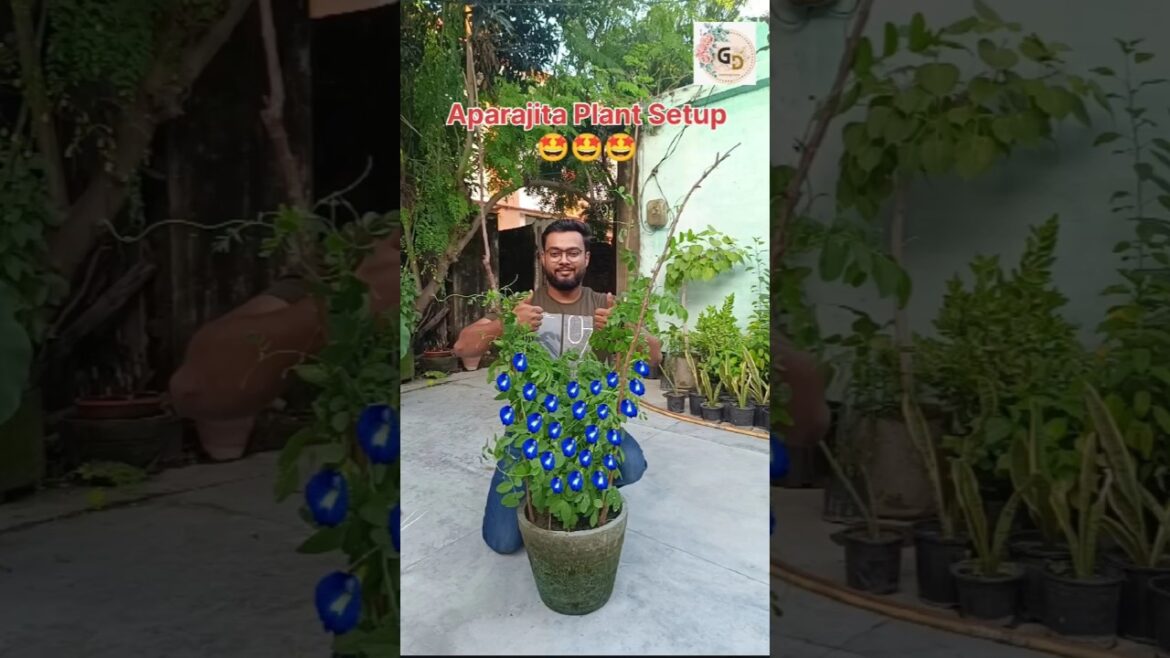 Aparajita Plant Care tips| Aparajita Plant Setup | #aparajita #gardening #plants #floweringplant Aparajita Plant Care tips| Aparajita Plant Setup | #aparajita #gardening #plants #floweringplant