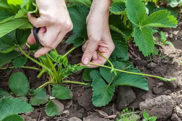 Removing runners from a strawberry plant
