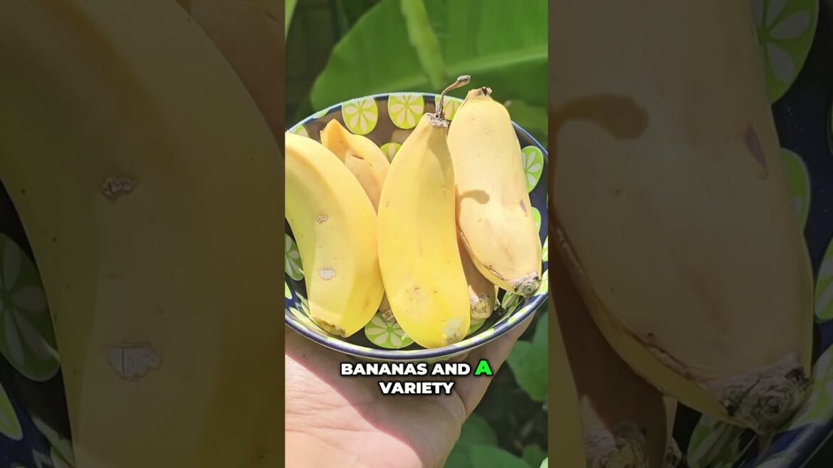 Harvest Bounty! 🍎🍌🥬 Apples, Bananas & Beans from the Backyard Garden