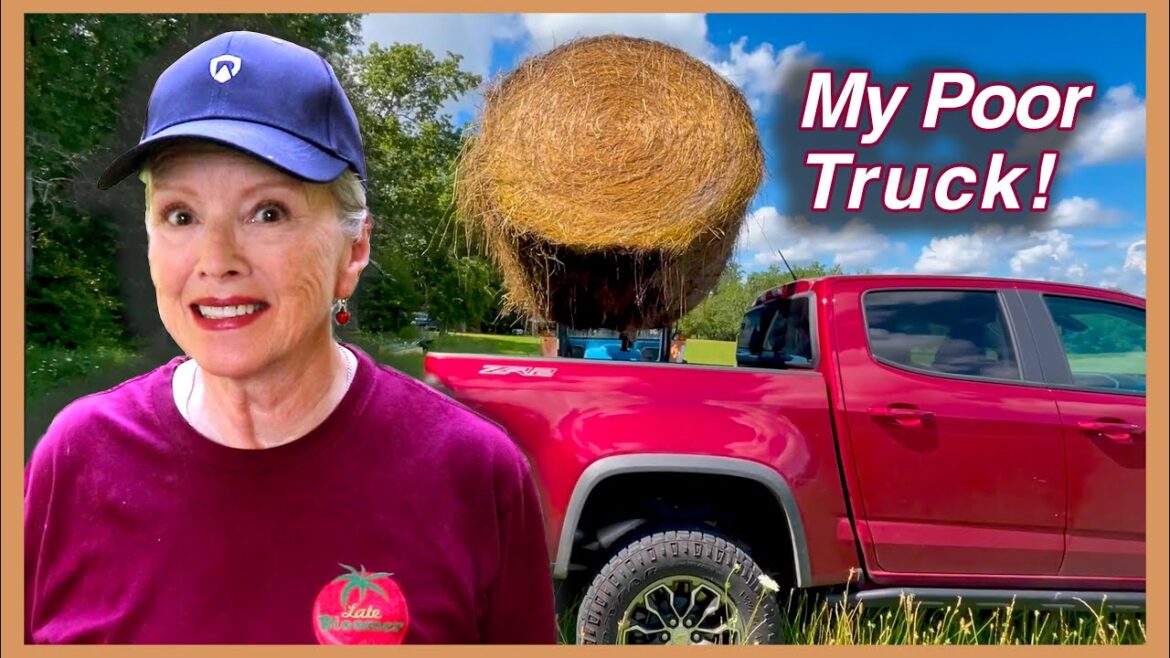 Kaye Kittrell: WILL IT FIT?? Harvesting Potatoes, Thinning Corn + MUCH MORE! WILL IT FIT?? Harvesting Potatoes, Thinning Corn + MUCH MORE!