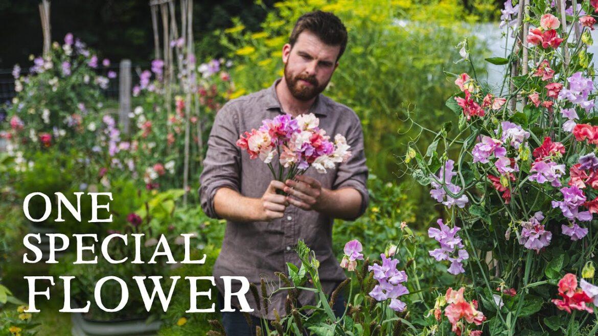 Huw Richards: An Ode To Sweet Peas | Growing, Arranging & Appreciating An Ode To Sweet Peas | Growing, Arranging & Appreciating