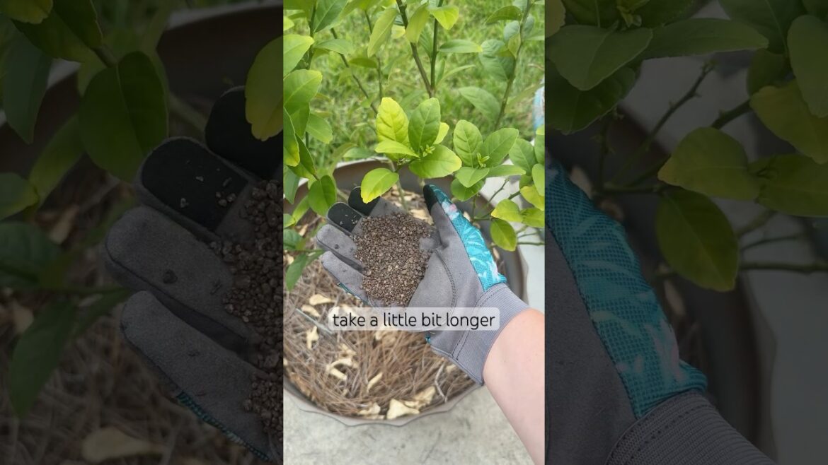 Tips For Fertilizing Plants During Summer #gardening #plants Tips For Fertilizing Plants During Summer #gardening #plants