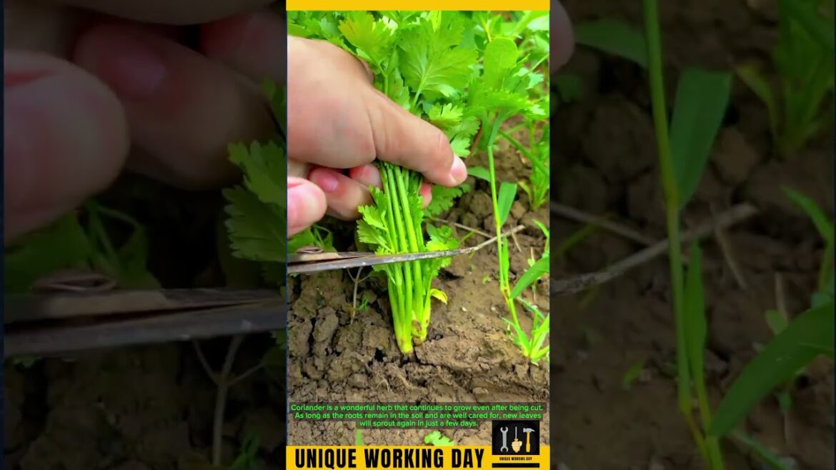 Coriander Grows Back After Cutting — Easy & Fresh! 🌿 #HomeGarden Coriander Grows Back After Cutting — Easy & Fresh! 🌿 #HomeGarden