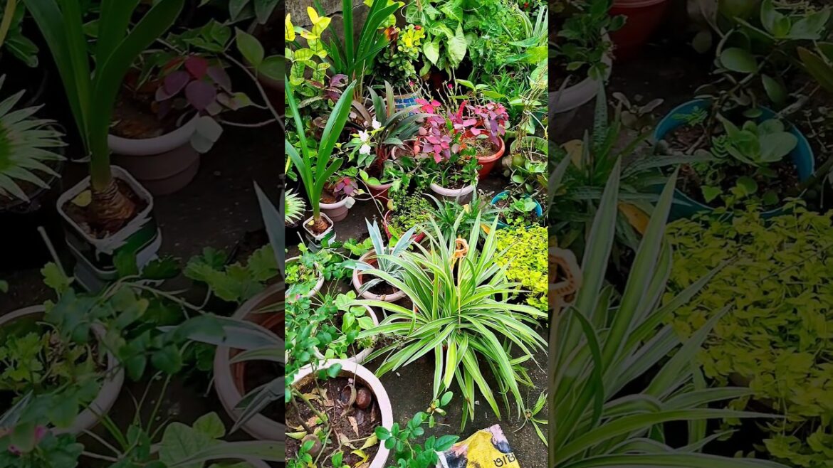 Garden Overview | Terrace Garden Overview | Summer Garden #shorts #garden #gardening #shortsvideo