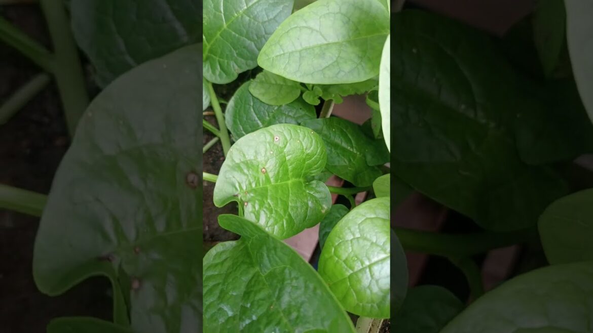 ye h chode patte wala paalak#garden #terracegardenindia #gardendesign #plantsofindia #terracegarden ye h chode patte wala paalak#garden #terracegardenindia #gardendesign #plantsofindia #terracegarden