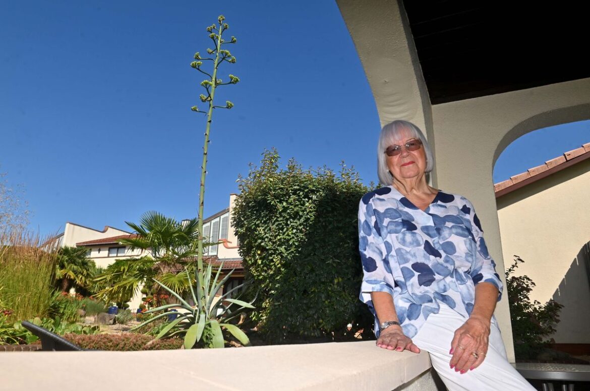 Hilary Chappin and the stunning rare flower which has bloomed from her 50-year-old Agave plant