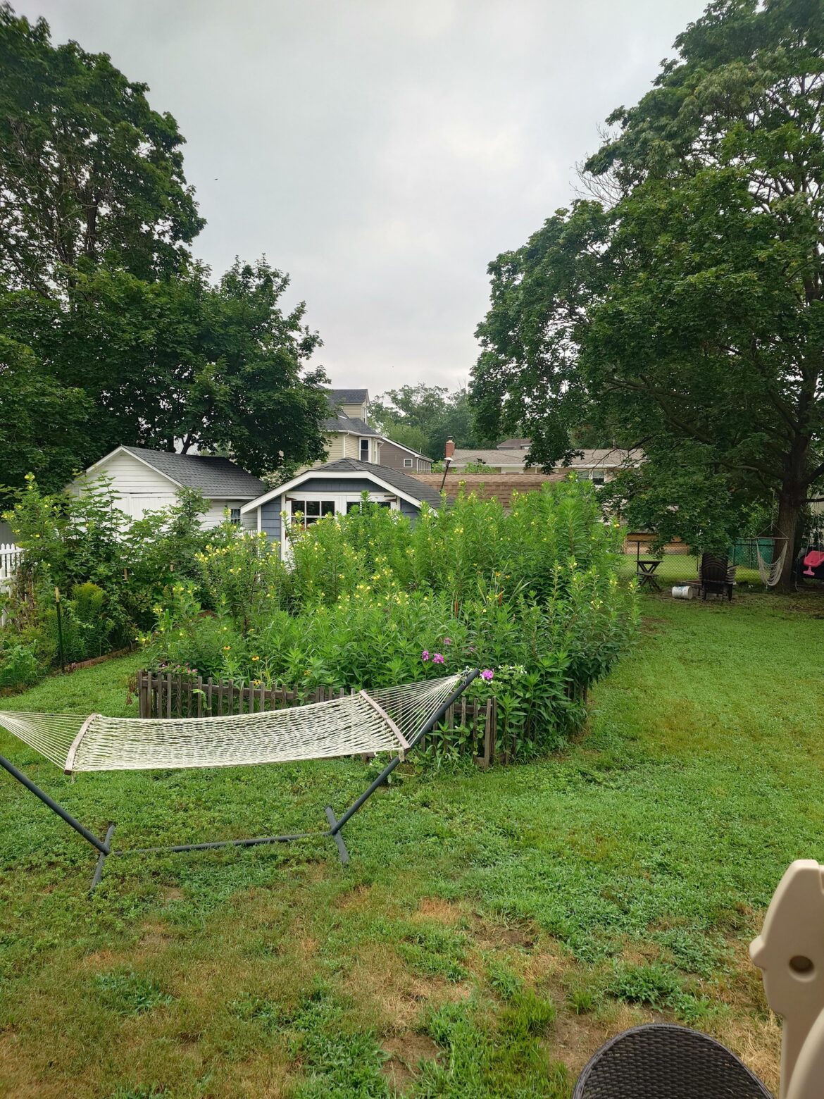 PSA: Evening Primrose may turn your micro meadow into a micro jungle