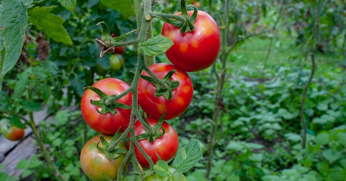 Stop tomatoes from cracking by hanging one household item in your garden Ipso logo