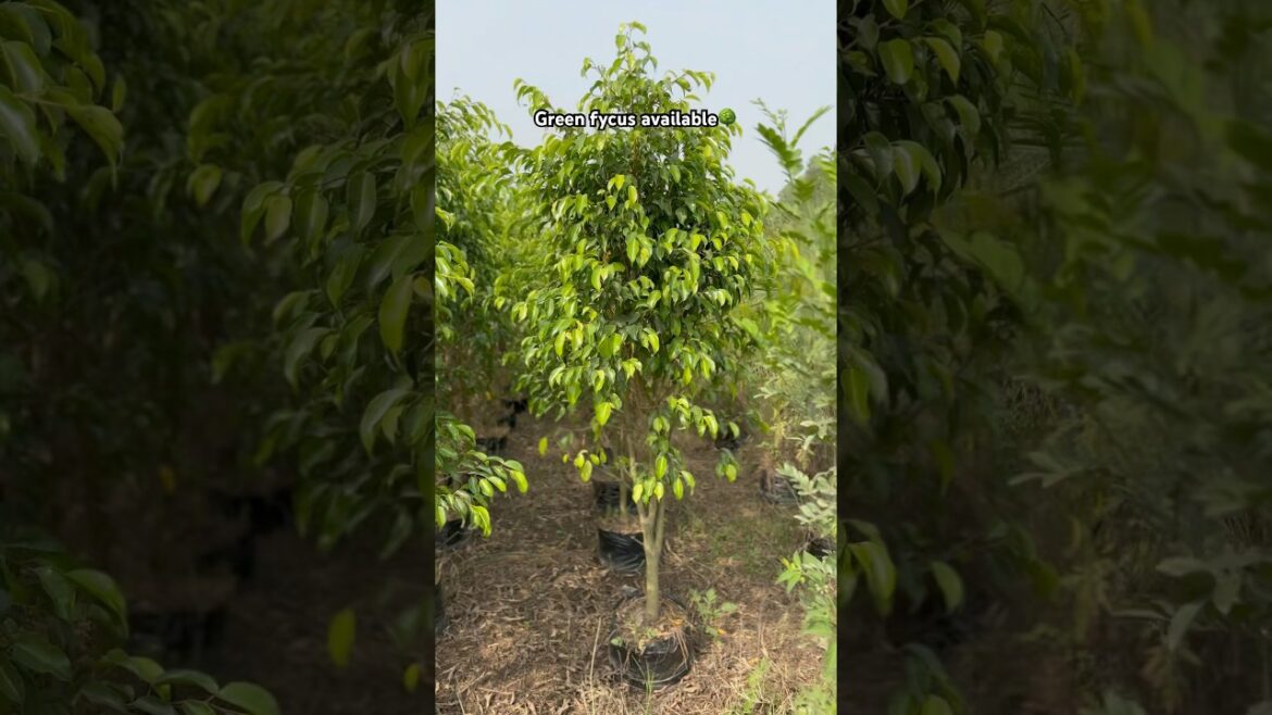(Green fycus)🌳 available ​⁠@Rgnursery | Wholesale nursery #plants #nursery #supply #india