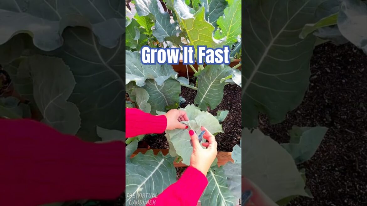 Grow These Edible Plants in Days! Perfect for Beginners 🍽️ #EasyGardening Grow These Edible Plants in Days! Perfect for Beginners 🍽️ #EasyGardening