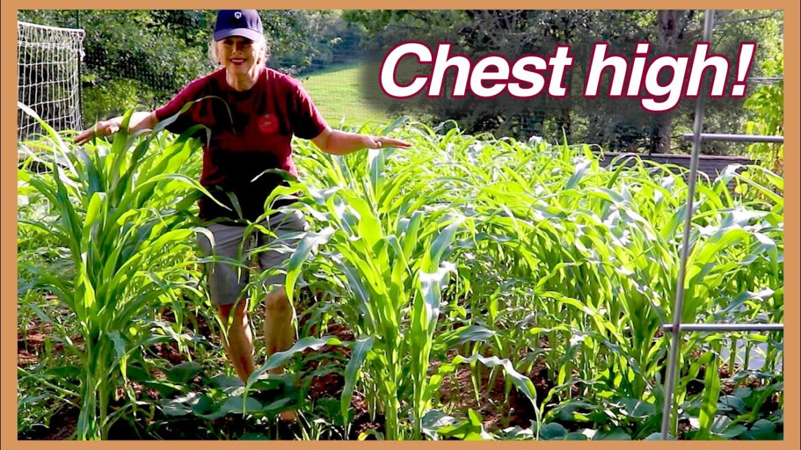 Kaye Kittrell: PEACHES HEARTBREAK, Onion harvest, Corn update! Part 2! PEACHES HEARTBREAK, Onion harvest, Corn update! Part 2!