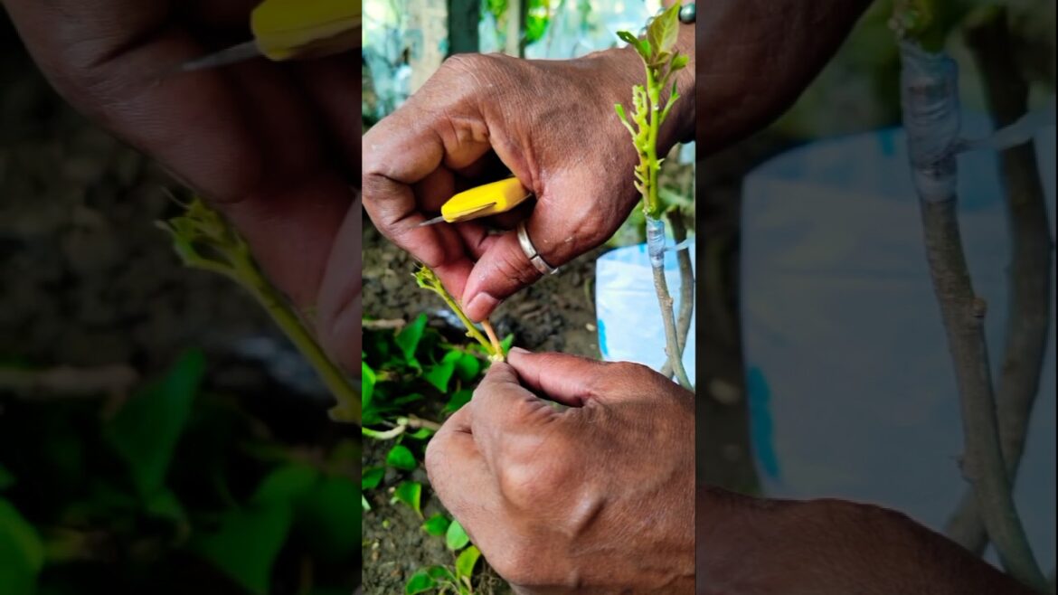 How to Grow Multi-Color Bougainvillea on One Tree 🌺✨ #shorts
