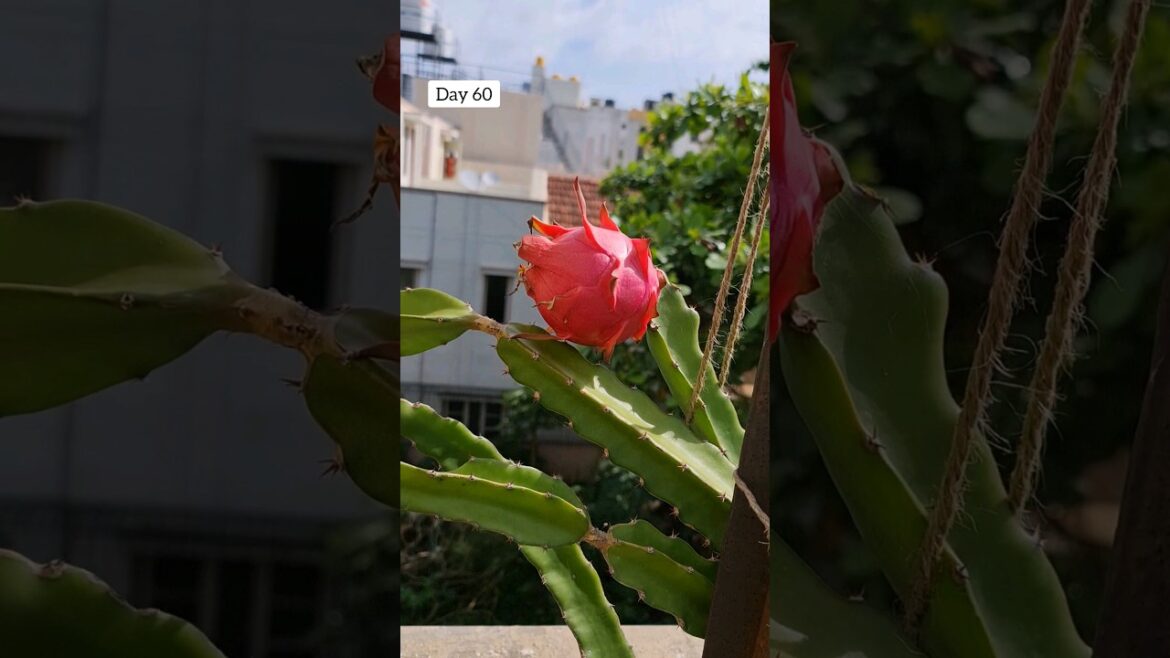 Dragon Fruit - Bud To Fruit❤️ #terracegarden #fruit #shorts
