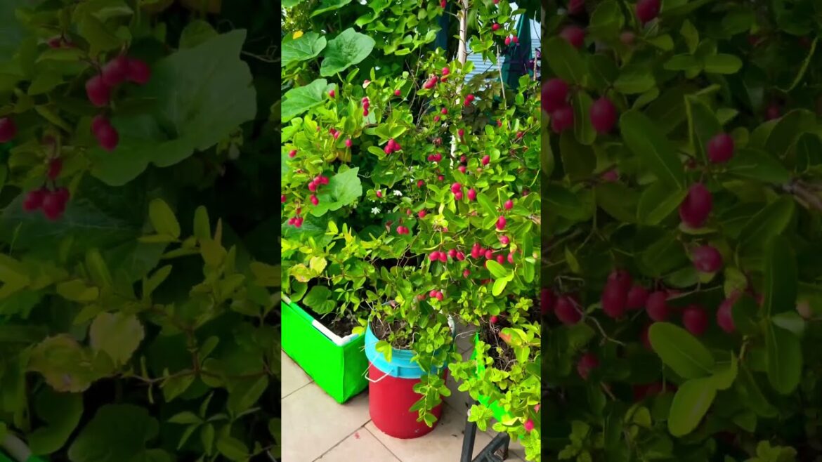 vegetable gardening idias #terracegarden