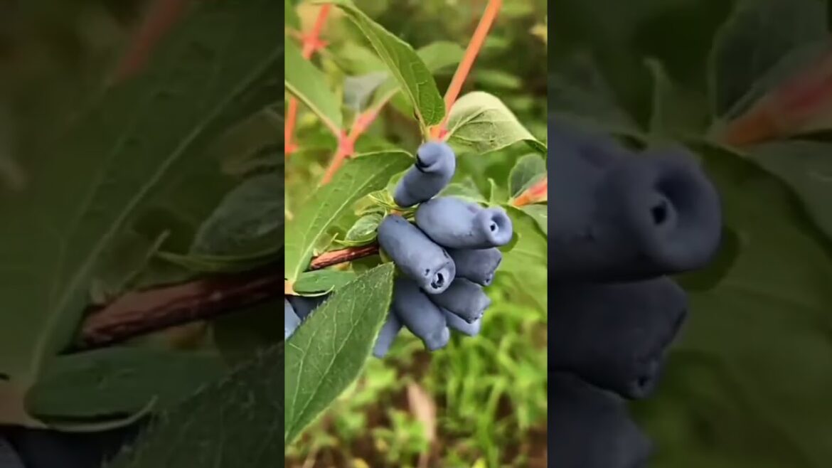 जामुन का पौधा| best blackberry variety|  fruit cutting| fruit harvesting #shorts