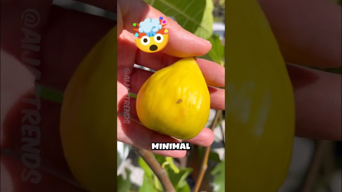 Top 5 Easiest Fruits to Grow for Beginners — Start Your Garden Today!