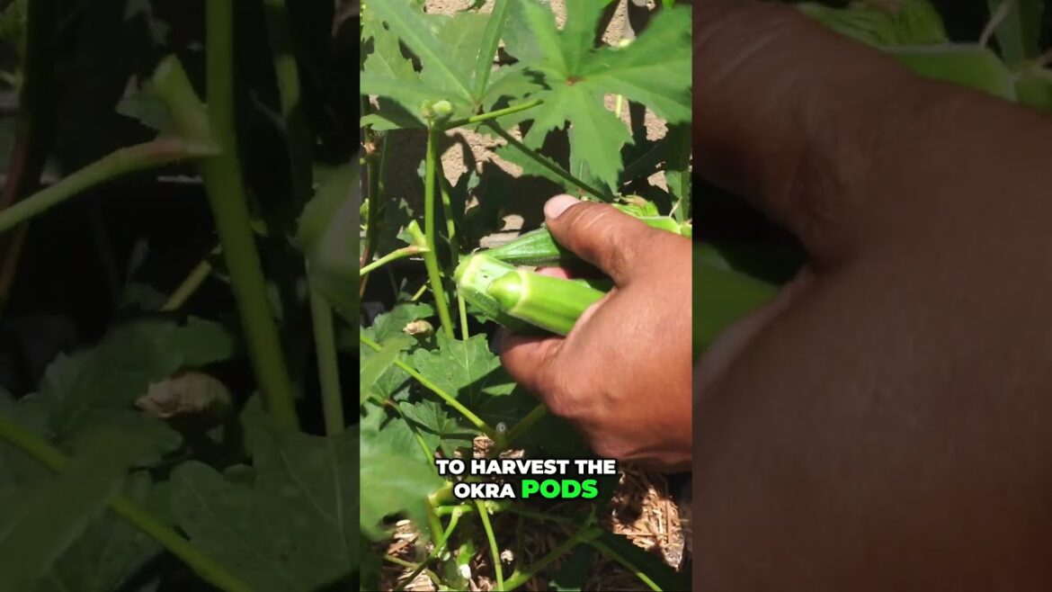 Jambalaya Okra – The Slow-Maturing Garden Gem You’ll Love Growing! 🌿✨