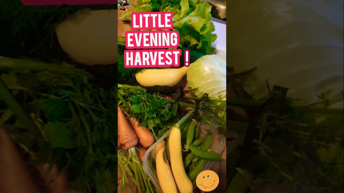 "Small" Evening Harvest | Suburban Vegetable Garden, July  #vegetablegardening