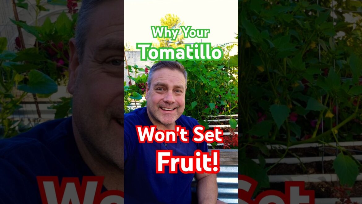 Tomatillos – Don’t make my BIG mistake! #tomatillo #gardening #vegetablegarden Tomatillos - Don't make my BIG mistake! #tomatillo #gardening #vegetablegarden