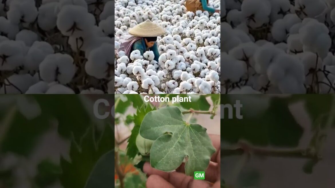 Gossybium arborium harvest-Cotton plant #shortsfeed #shortsviral #fruit #shorts#trending