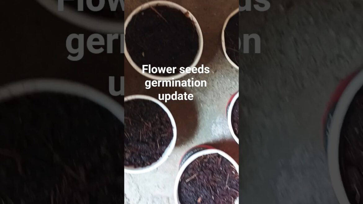 summer flower seeds germination in the cocopit update #shorts #youtubeshort #shotsfeed #gardening summer flower seeds germination in the cocopit update #shorts #youtubeshort #shotsfeed #gardening