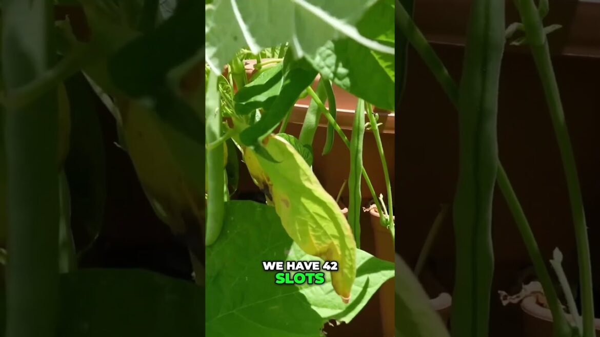 California Gardening: Grow More Plants in Less Space with the GreenStalk Vertical Planter! πΏπ± Grow More Plants in Less Space with the GreenStalk Vertical Planter! πΏπ±