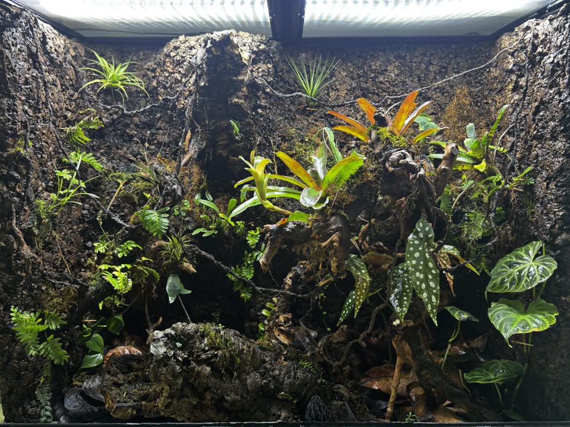 2 months of growth in my viv