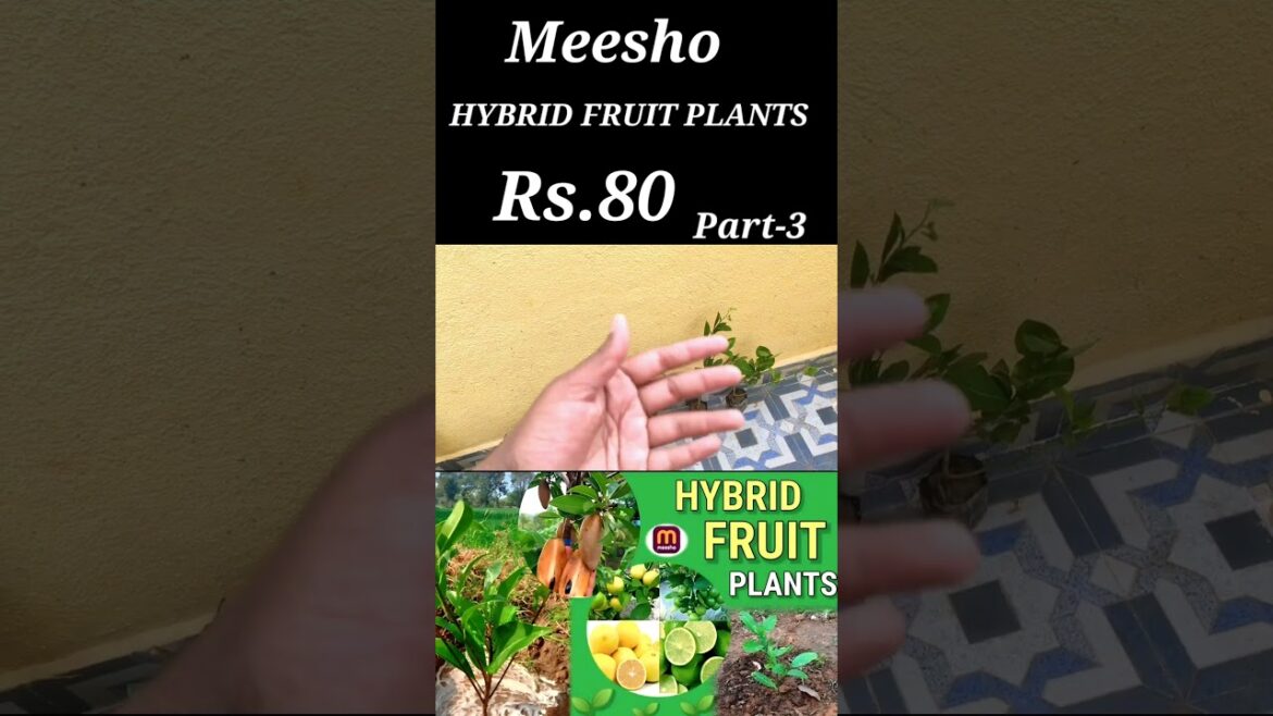 Part-3Interesting LIVE Altime Hybrid Seedless Lemon /Long Chikoo Thai variety Grafted Plant Under₹80 Part-3Interesting LIVE Altime Hybrid Seedless Lemon /Long Chikoo Thai variety Grafted Plant Under₹80
