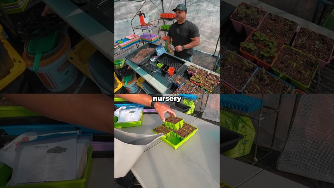 Why Is Starting Seeds Important? With Seed Starting Tips! #bootstrapfarmer #gardening Why Is Starting Seeds Important? With Seed Starting Tips! #bootstrapfarmer #gardening