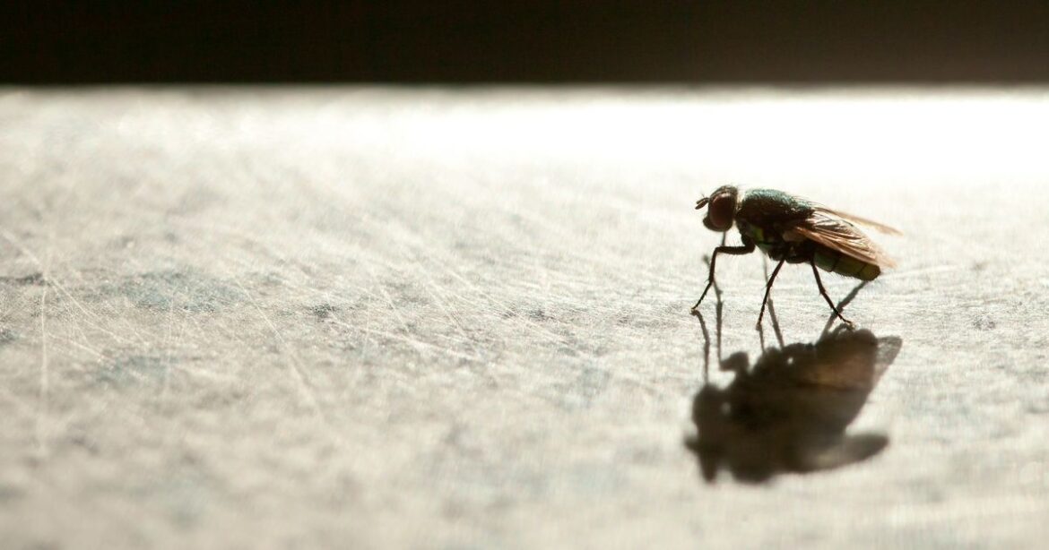Little-known 1p trick will keep flies away from your home and garden for good Ipso logo