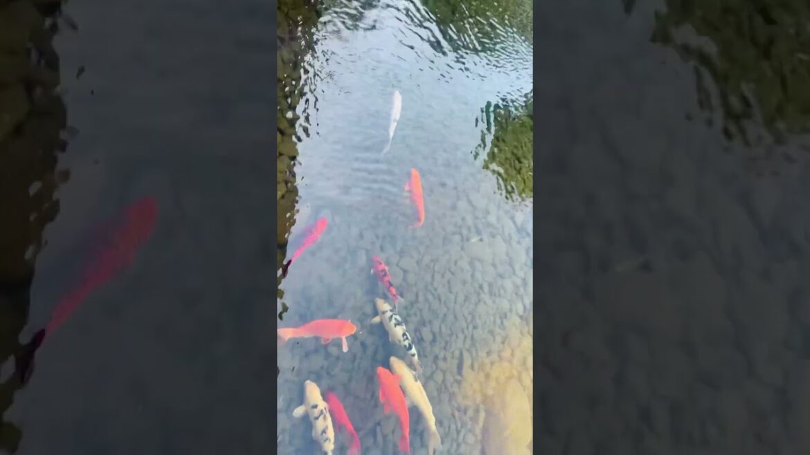 Koi fish Japanese Garden