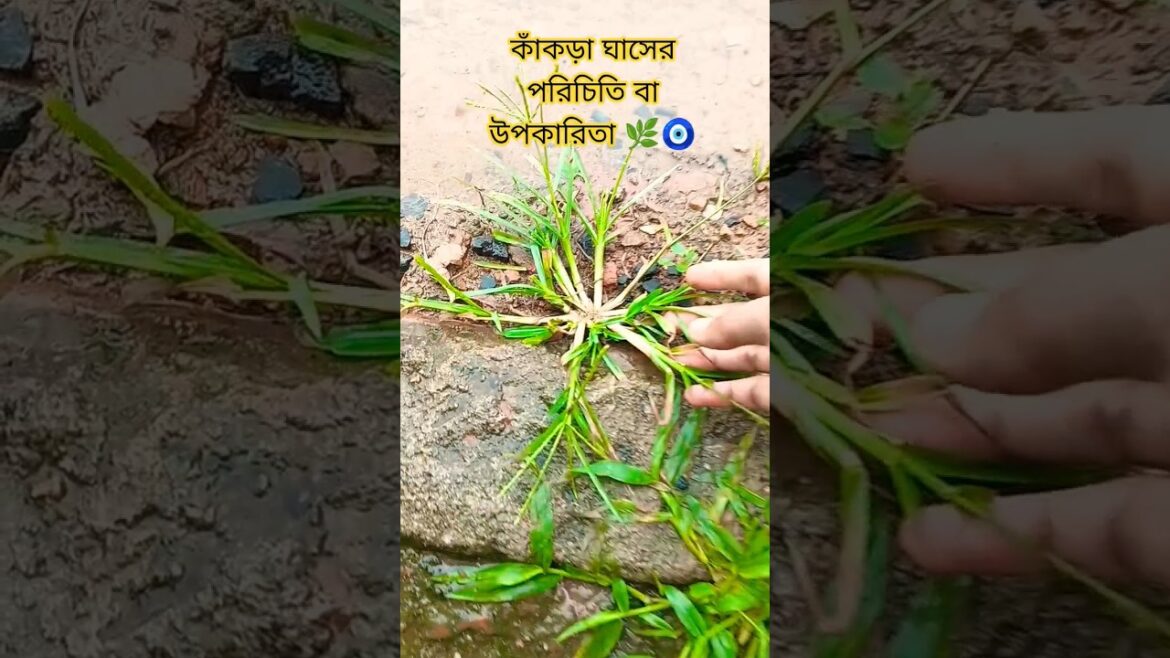 কাঁকড়া ঘাসের উপকারিতা বা পরিচিতি 🌿🧿#garden #gardenplants#ytshorts#greenlove#gardentrees#shorts🌿🧿… কাঁকড়া ঘাসের উপকারিতা বা পরিচিতি 🌿🧿#garden #gardenplants#ytshorts#greenlove#gardentrees#shorts🌿🧿...