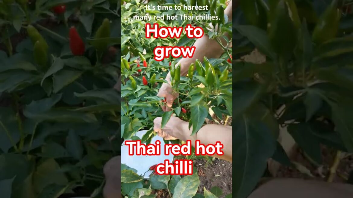 Garden tips 29 - How to grow Thai Chilli easily. #chilli, #thaichilli, #gardening