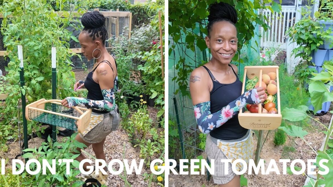 Chatty (As Always) Urban Garden Harvest | Tasting Peaches from my Backyard | (Struggle) Chatty (As Always) Urban Garden Harvest | Tasting Peaches from my Backyard | (Struggle)