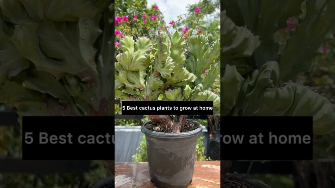 5 best cactus to grow at home||youtubeshorts#gardening #gardeningtips #gardenplants #cactus 5 best cactus to grow at home||youtubeshorts#gardening #gardeningtips #gardenplants #cactus