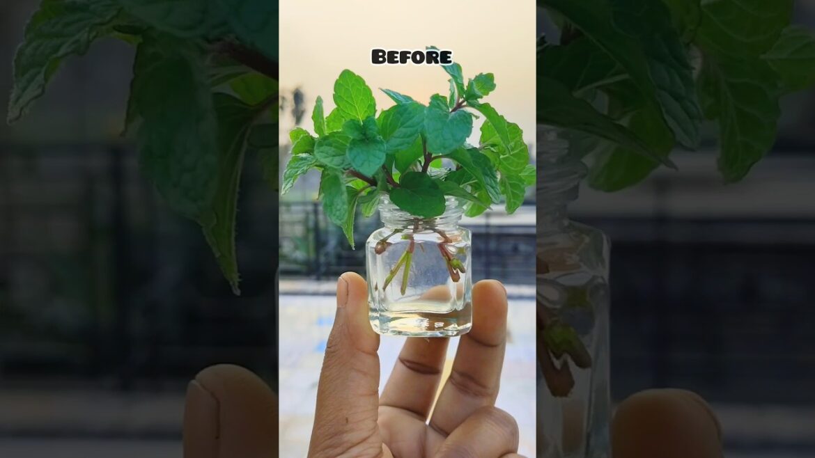 Let's grow mint in water 🌱/#shorts  #ytshorts #mint #garden #gardening