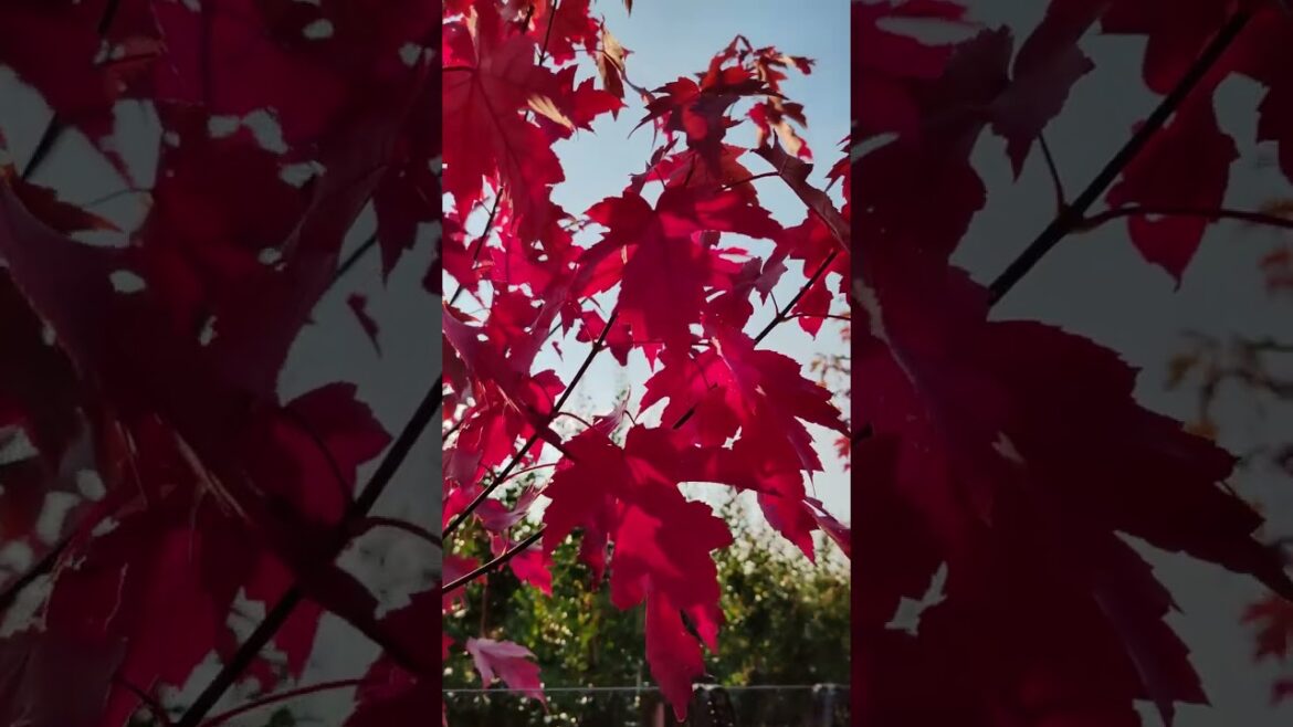 This is the Most Brilliant Red Tree You’ll Ever Find - Jeffers Red Maple.