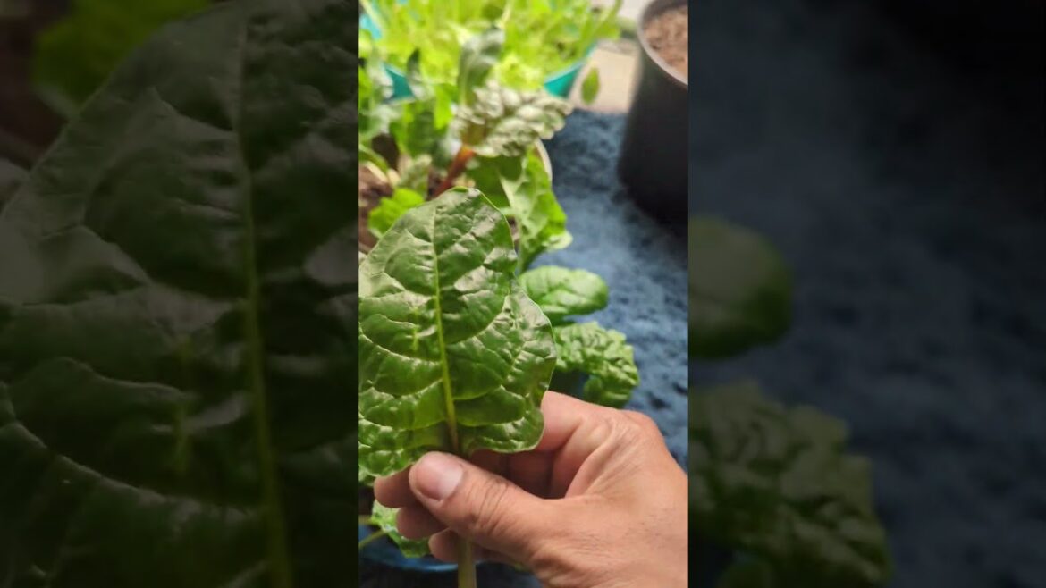 Swiss chard - Growing & Harvest tips for beginners #indoorgarden #gardening #shorts