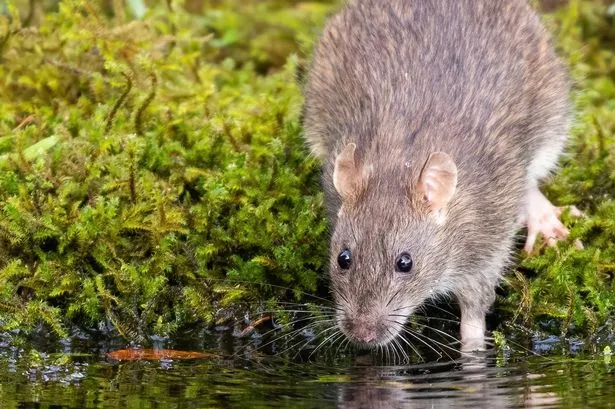 Brown Rat in daylight foraging for food. Rattus norvegicus.