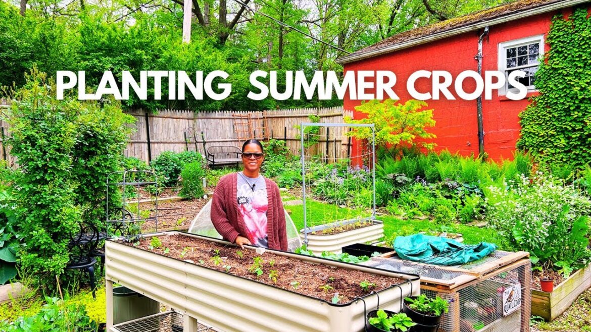 Planting Summer Crops in My Vego Garden Bed | Raised Bed Gardening Tips | Dwarf Vegetables to Grow Planting Summer Crops in My Vego Garden Bed | Raised Bed Gardening Tips | Dwarf Vegetables to Grow