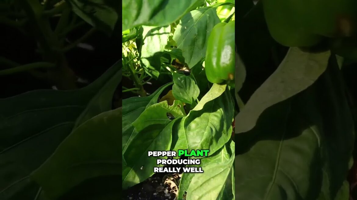 Epic Garden Tour 🌿 | From Container to Harvest – See What We’re Growing!