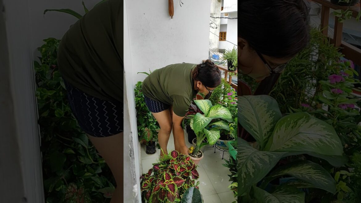 बागवानी का काम कभी खत्म ही नहीं होता #houseplants#motivation#youtubeshorts#garden#indoorplants#trend