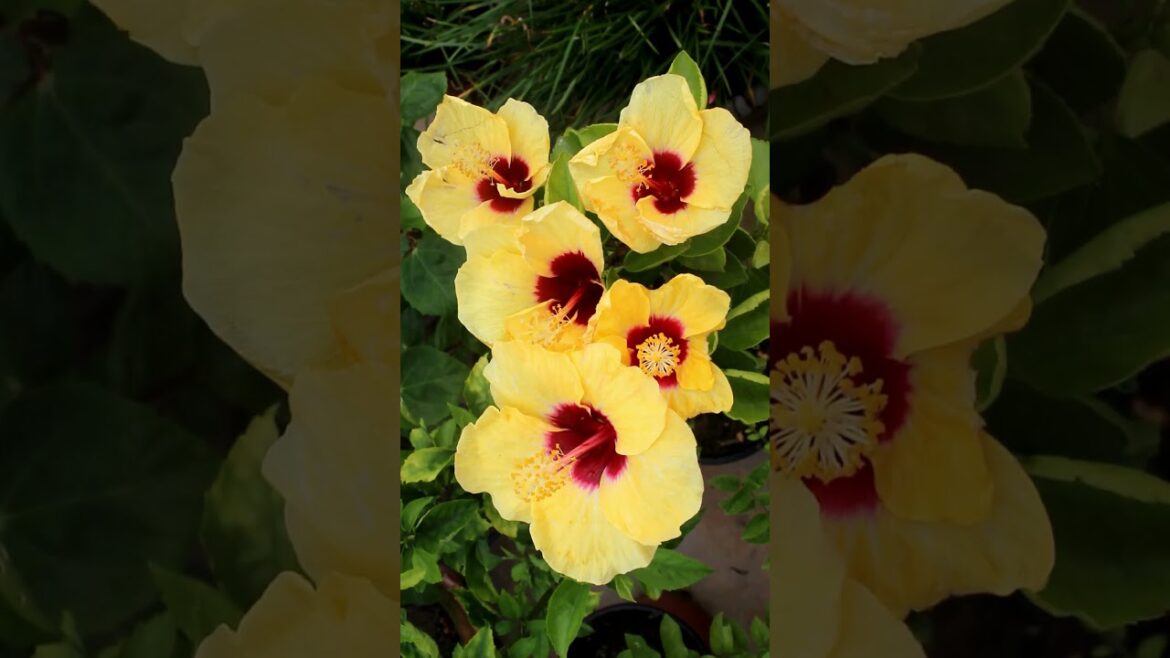 QUICK TIP on growing Hibiscus QUICK TIP on growing Hibiscus