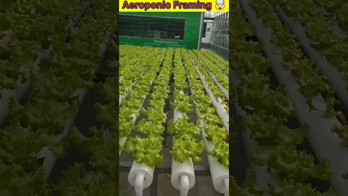 “2025 Trends: Aeroponic Farming for Maximum Efficiency” #shorts #youtubeshorts