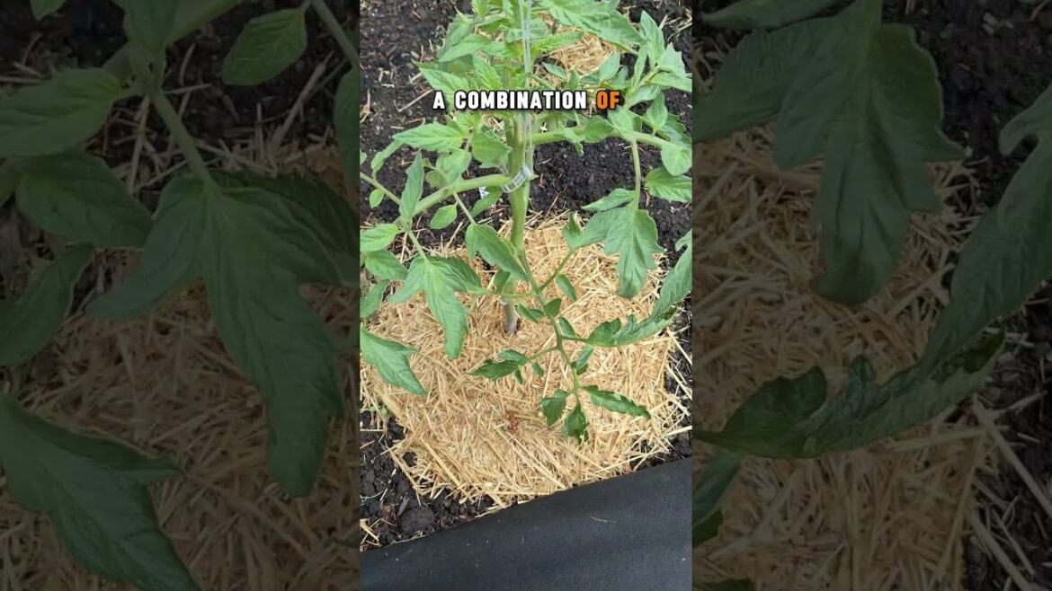 3 Easy Ways to Trellis Your Tomato Plants! 🍅 #tomato #vegetablegardening #garden 3 Easy Ways to Trellis Your Tomato Plants! 🍅 #tomato #vegetablegardening #garden