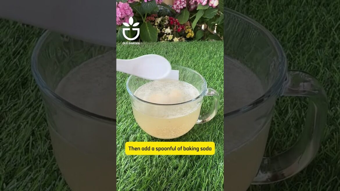 Rose tips #gardening #gardenplant #gardencare #gardentips #flowers #viral #flower #garden Rose tips #gardening #gardenplant #gardencare #gardentips #flowers #viral #flower #garden